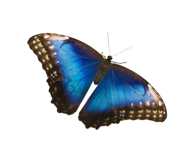 istock Female blue morpho butterfly isolated on white background with spread wings 1001102622