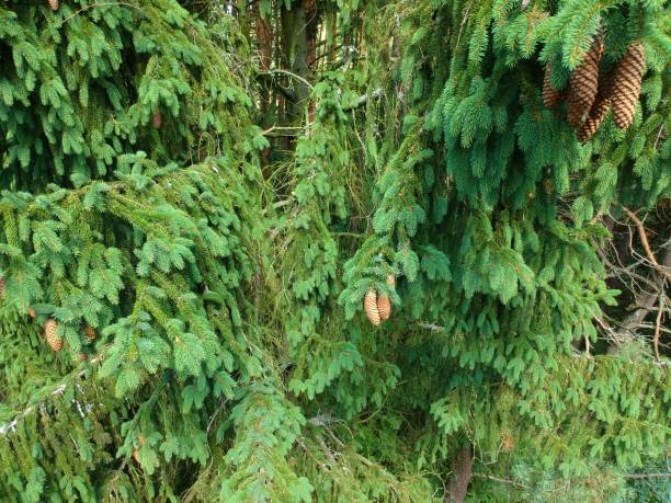 istock Spruce cones hanging on branch, aerial view 1001103300