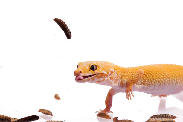 istock Orange Leopard gecko with Black Soldier Fly Larvae isolated white background 1001105498
