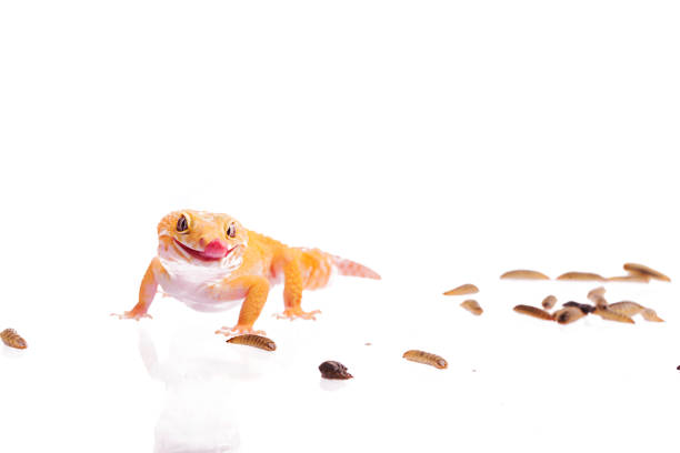 istock Orange Leopard gecko with Black Soldier Fly Larvae isolated white background 1001105680