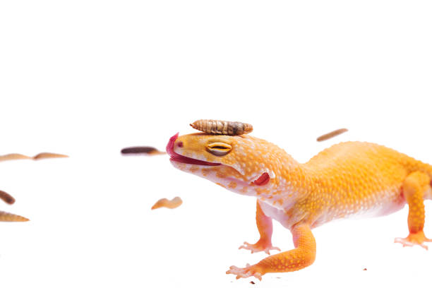 Orange Leopard gecko with Black Soldier Fly Larvae isolated white background