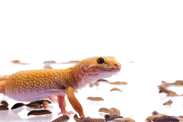 istock Orange Leopard gecko with Black Soldier Fly Larvae isolated white background 1001105860