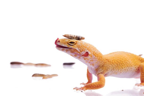 istock Orange Leopard gecko with Black Soldier Fly Larvae isolated white background 1001106134