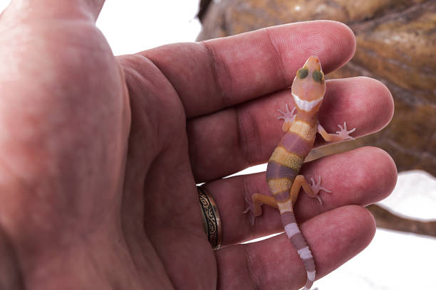 istock Baby Leopard gecko in terrarium isolated white background 1001106884