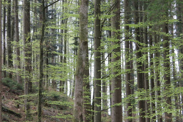 verde delicato tra tronchi grigi - beech tree wilderness area forest log foto e immagini stock
