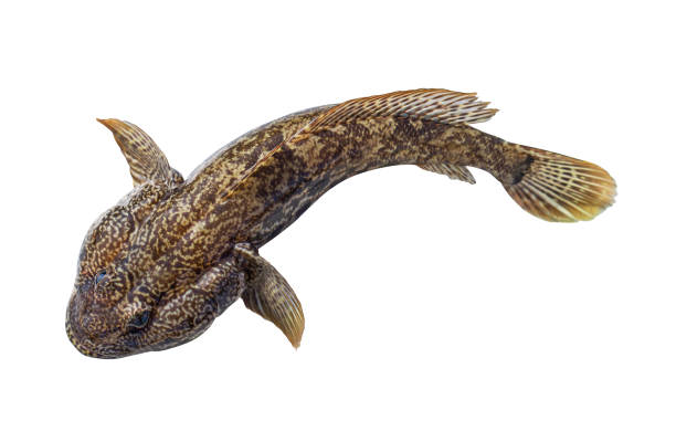 istock Bullhead fish, brown goby martovik isolated on white background 1001108036