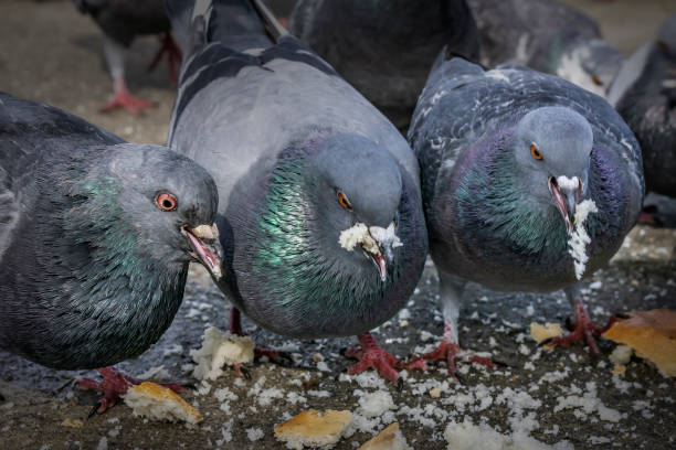 istock Pigeons in the park eating bread crumbs 1001108054