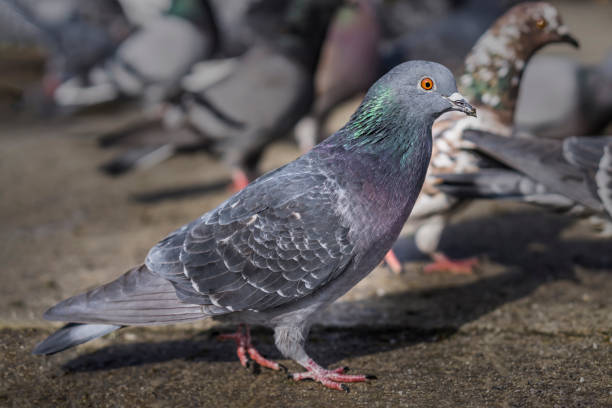 istock Pigeons in the park eating bread crumbs 1001108202