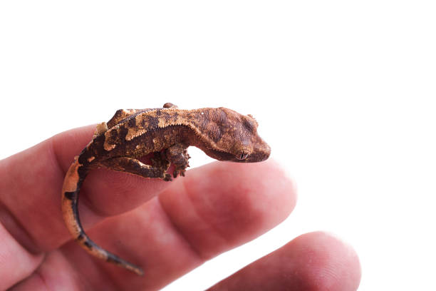 istock Newborn crested gecko on hand isolated white background 1001108342
