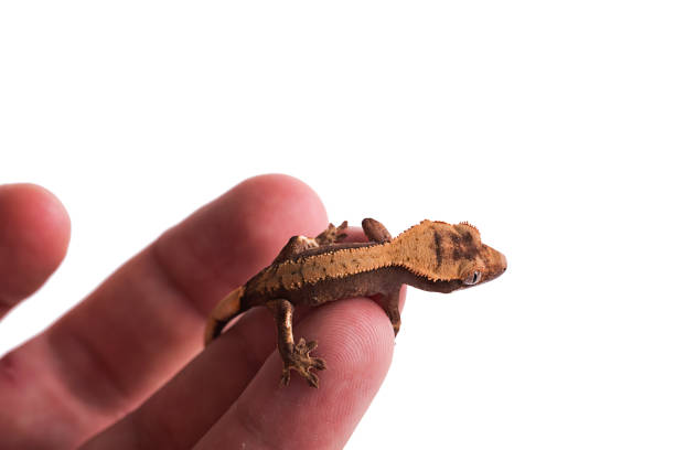 istock Newborn crested gecko on hand isolated white background 1001108348