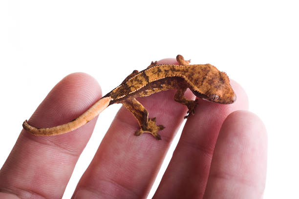 istock Newborn crested gecko on hand isolated white background 1001108358