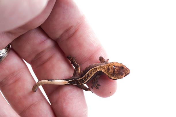 istock Newborn crested gecko on hand isolated white background 1001108374