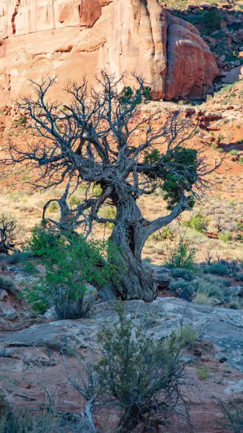 A twisted and gnarled juniper found along the Park Avenue Trail in Arches National Park