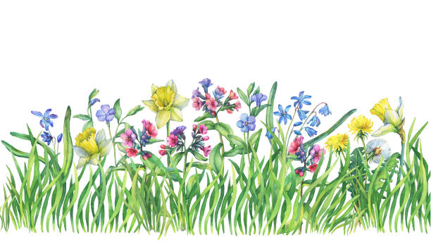 illustrations, cliparts, dessins animés et icônes de herbe verte fraîche et fleur - sommier floral, motif. aquarelle dessinés à la main peinture illustration isolé sur fond blanc. élément de design. - campanula bluebell backgrounds white