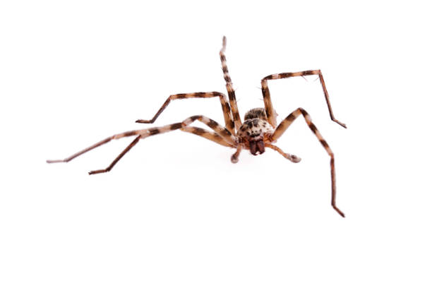 istock Huntsman spider on isolated white background 1001114470