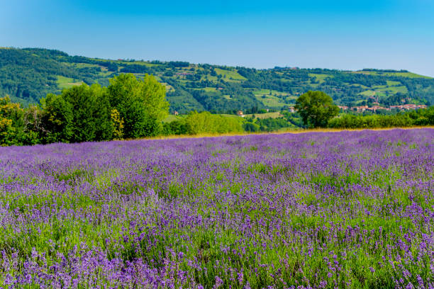 istock Flowering lavender fields in Sale San Giovanni (Cuneo, Piedmont, Italy). 1001115126