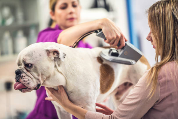 istock Veterinarian scanning a dog's chip 1001117230