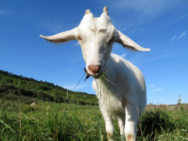 istock A little white goat grazing in a summer mountain meadow 1001117680