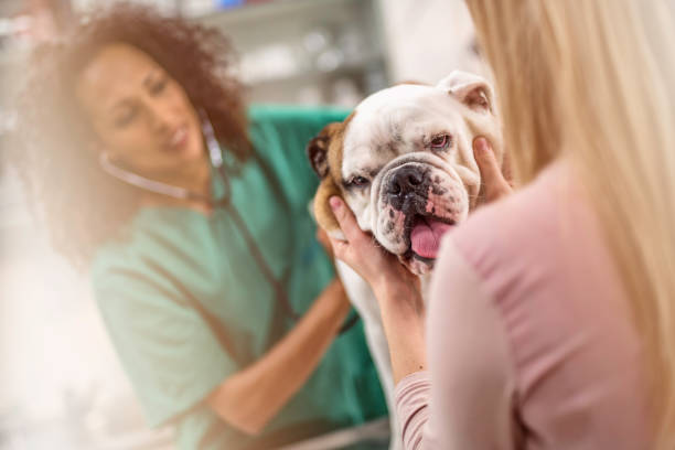 istock Veterinarian taking a dog's pulse 1001117688