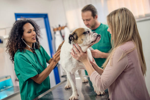 istock Veterinarian taking a dog's pulse 1001117870