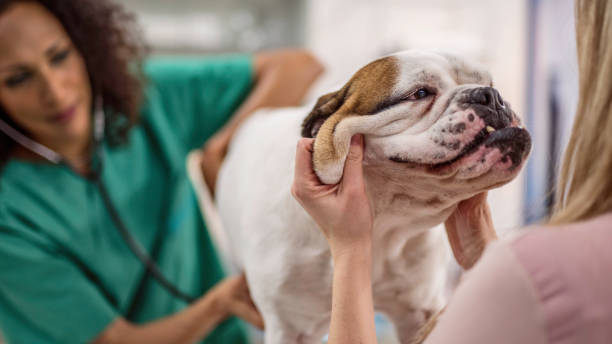istock Veterinarian taking a dog's pulse 1001117958