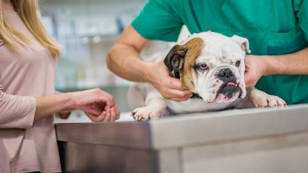 istock Dog getting a check-up at the veterinarian's office 1001118134