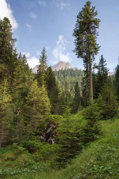 Photo of View of Furchetta mountain with trees on the foreground on the Dolomites Italian Alps mountains