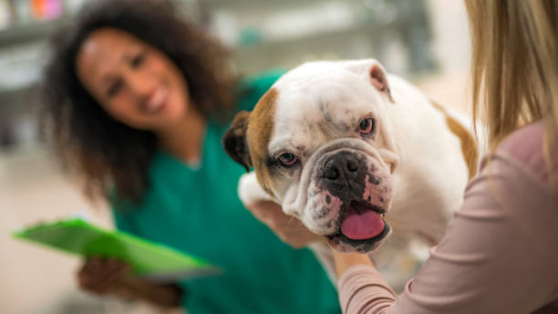 istock Dog at the veterinarian's office 1001118364
