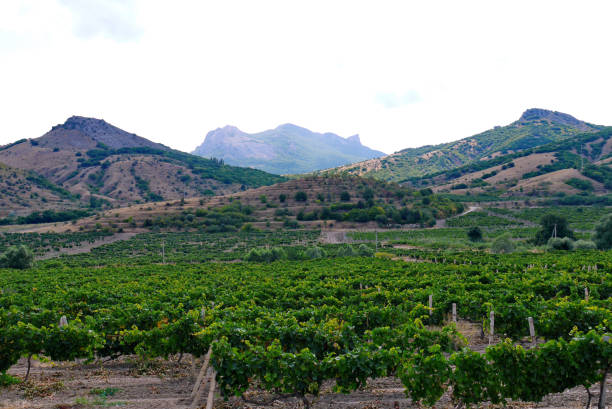 istock green vineyard in the mountains under a bright sky 1001118412