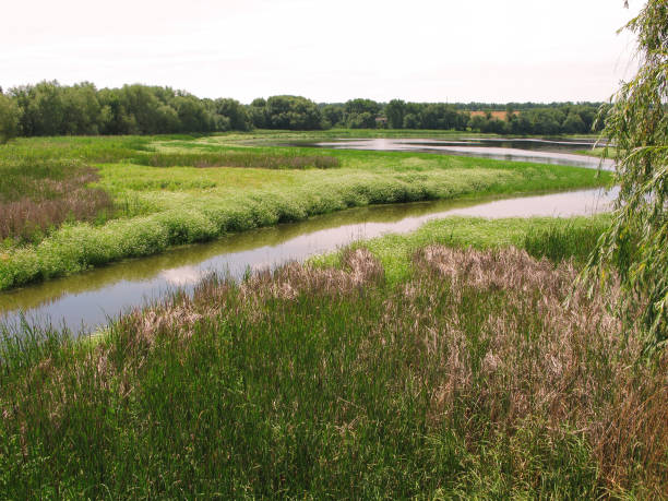 istock Thick, lush grass and a deep river. Beautiful summer landscape 1001120628
