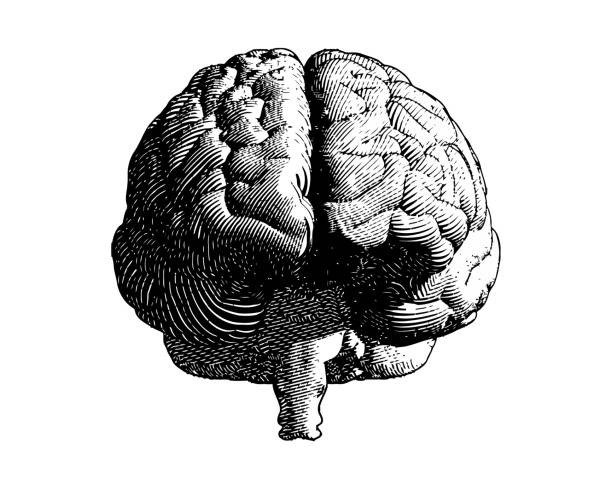 Monochrome engraving brain illustration frontal Brain engraving monochrome drawing front view illustration with flow line vintage art style isolated on white background human brain anatomy stock illustrations