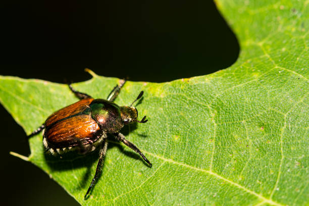 istock Japanese Beetle With a Parasite Egg 1001121306