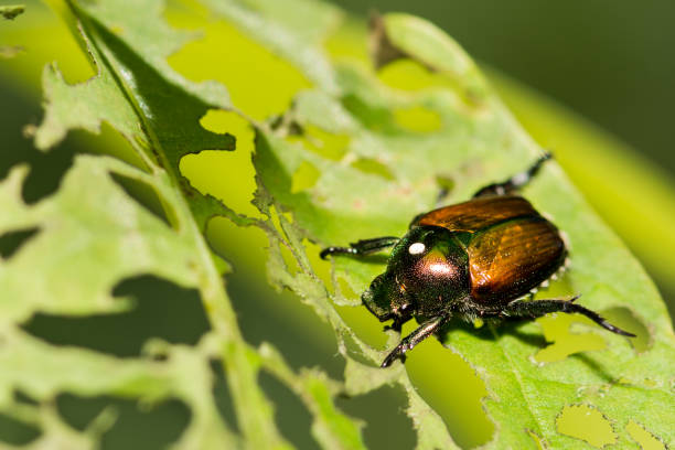 istock Japanese Beetle With a Parasite Egg 1001121332