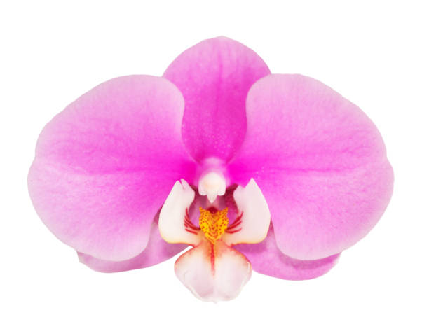 istock Orchird Flower Isolated on White 1001121692