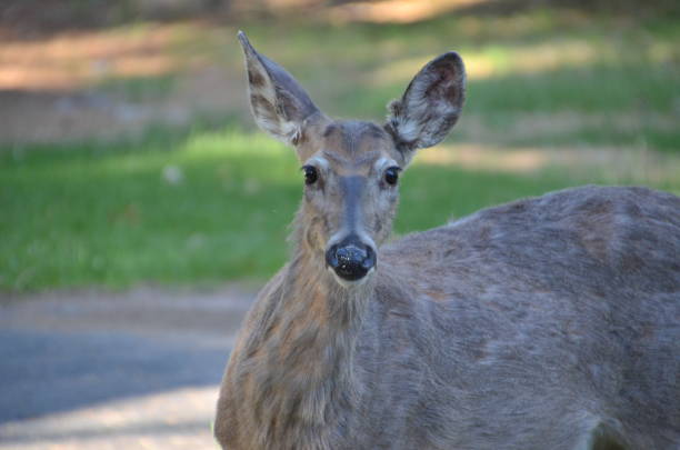 istock Hungry and curious deer looking for something to eat 1001126978