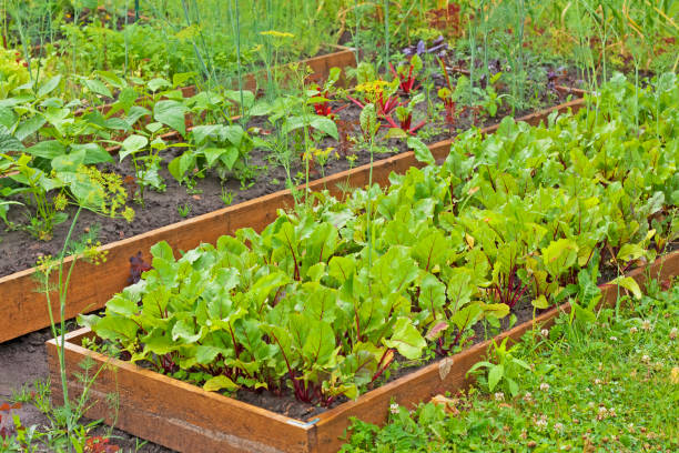 istock Vegetable garden in summer 1001127312