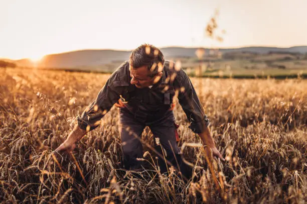 Farmer standing in a golden wheat field. Harvesting, organic farming concept