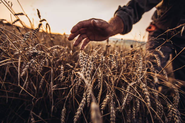 istock Farmer care of his wheat field 1001130718