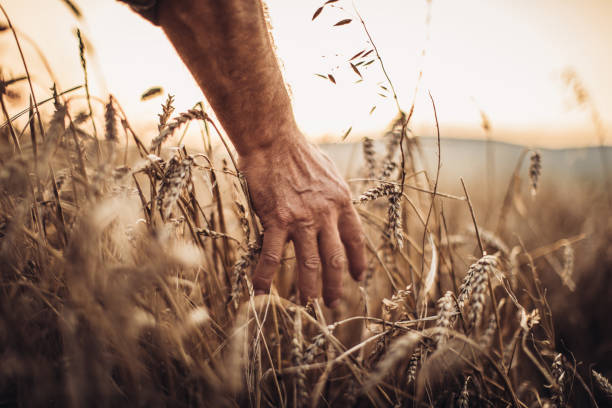 istock Man care of his wheat field 1001132902