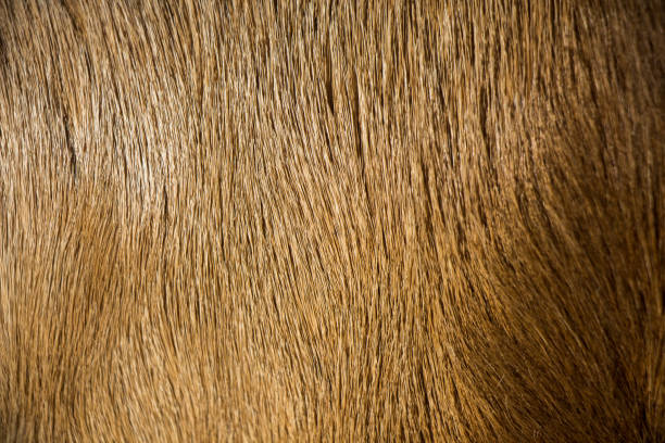 istock Decorative animal  fur as a background 1001133150