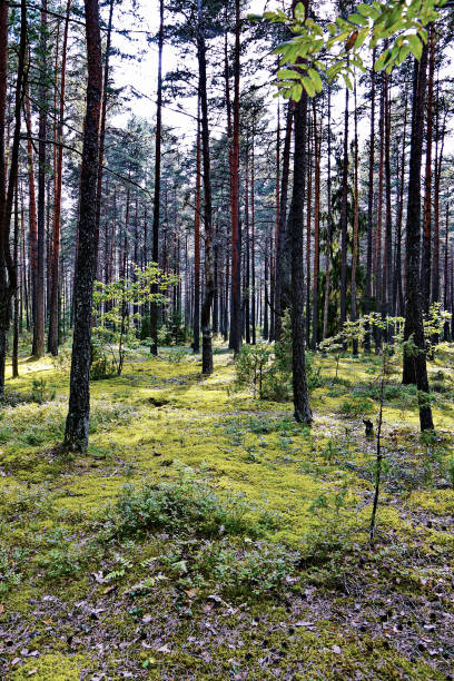 istock a rare pine forest with tall trees, through which the sun clearly illuminates the earth 1001133872