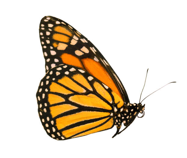 istock The monarch butterfly with wings closed is isolated on white background 1001134080