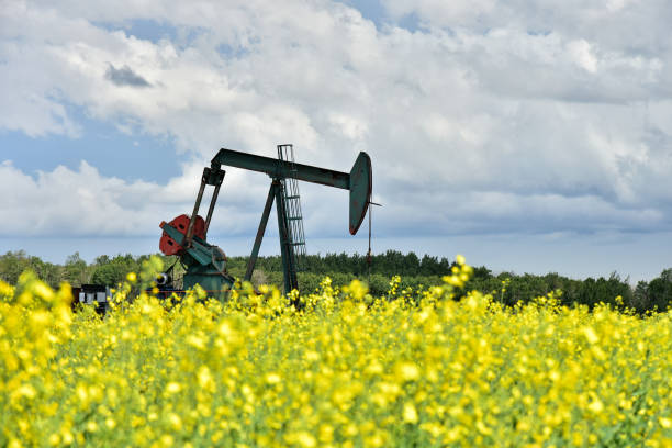 istock Oil Well Pump Jack and Canola Field 1001136890