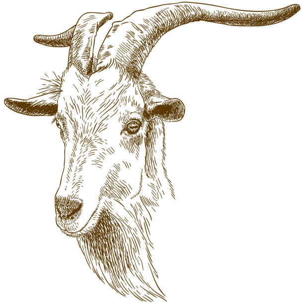 engraving illustration of big goat head Vector antique engraving drawing illustration of big goat head isolated on white background ibex stock illustrations