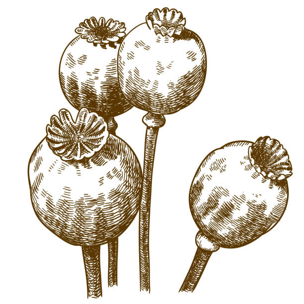 engraving illustration of four poppy pod Vector antique engraving drawing illustration of four poppy pod isolated on white background opium stock illustrations