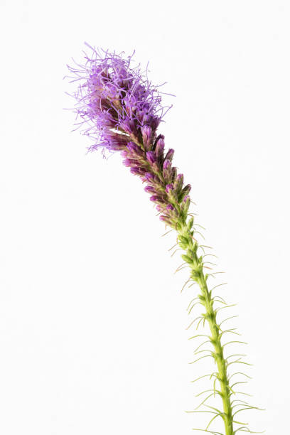 The Purple prairie clover (Dalea purpurea) is a perennial wildflower It is a member of the Fabaceae family, also known as the legume or bean family. Purple prairie clover is a herbaceous plant, it has slender, wiry stems that branch out near the top. The most striking feature of the plant is its flowers. They are tiny, rose-purple to pinkish-purple, and clustered in dense cone-shaped spikes at the ends of the stems. The flowers bloom from early to mid-summer and begin opening from the bottom of the spike, slowly working their way up.