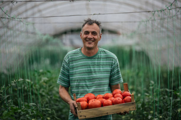 agricoltore che raccoglie pomodoro in serra - tomato vegetable greenhouse vegetable garden foto e immagini stock