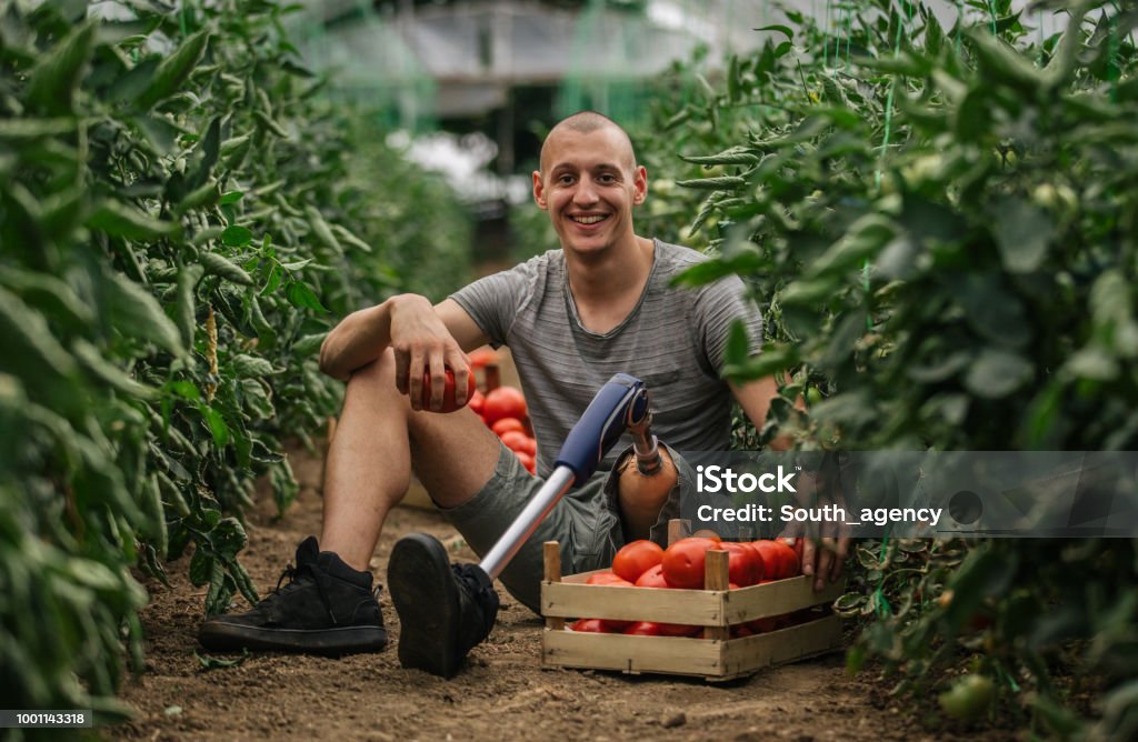 Farmer with prosthetic leg picking tomato Young farmer with prosthetic leg picking tomato in greenhouse Disability Stock Photo