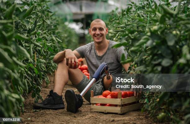 Farmer With Prosthetic Leg Picking Tomato Stock Photo - Download Image Now - Disability, Working, Persons with Disabilities