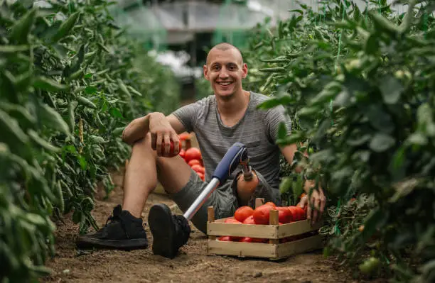 Young farmer with prosthetic leg picking tomato in greenhouse